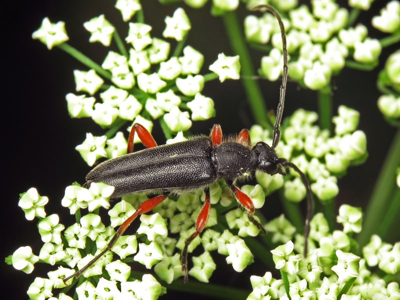 Anoplodera rufipes (Schaller, 1783)